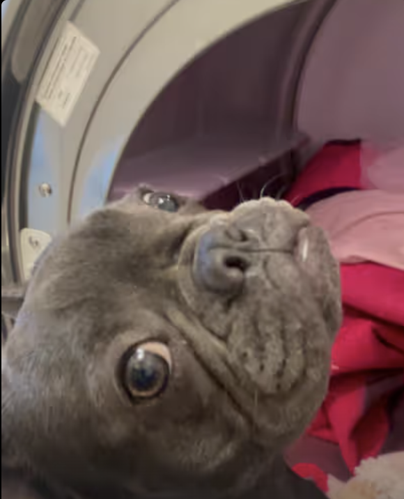 Frenchie’s Laundry Day !!!